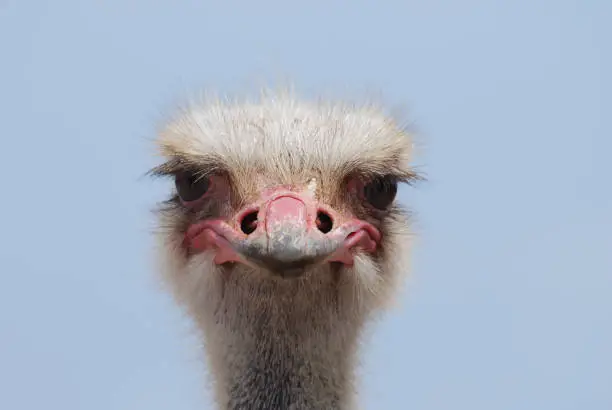 Face of an ostrich bird up close and personal.