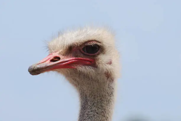 Ostrich with feathered eye lashes on his head.