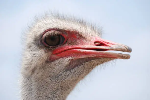 Bright pik beak found on an ostrich.