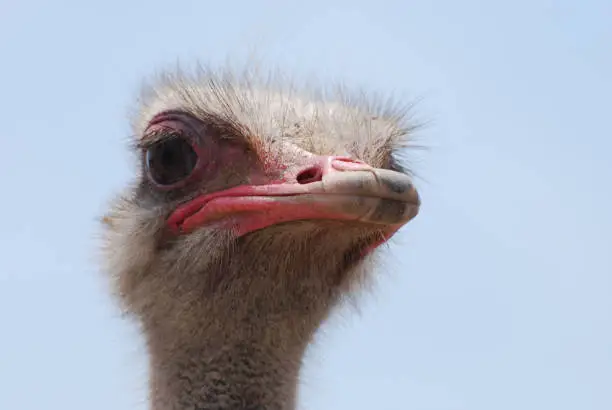 Ostrich with feathers standing up around his head.