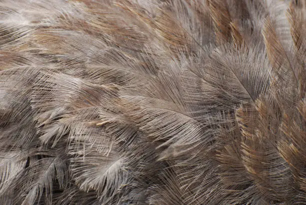 Fantastic gray ostrich feathers in a collage.