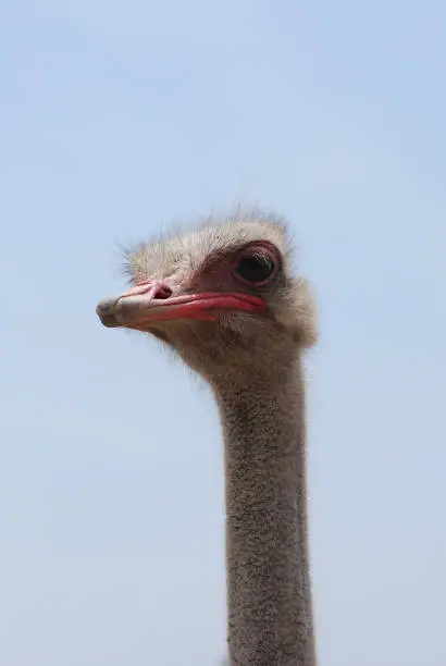 Long necked ostrich bird at the ostrich farm in Aruba.
