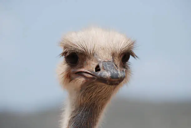 An ostrich with his feathers sticking out around his head and neck.