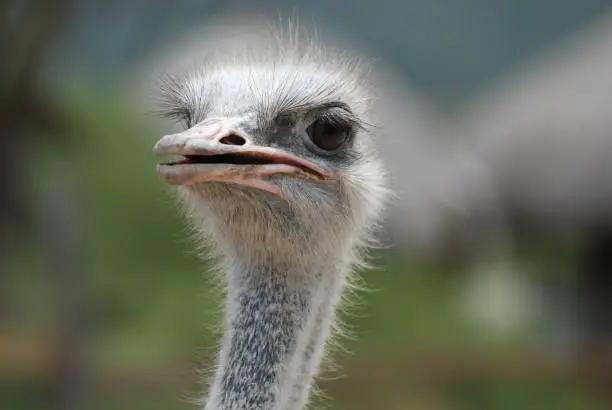 Feathers standing up around the face of an ostrich.