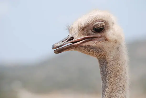 Ostrich with his beak partially parted in Aruba.