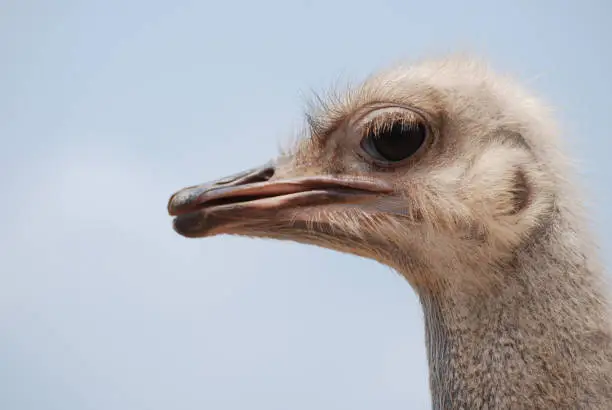 Blue sky on a common ostrich with a long neck.