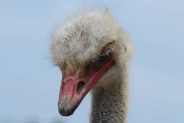 Ostrich looking down his pink beak in Aruba.
