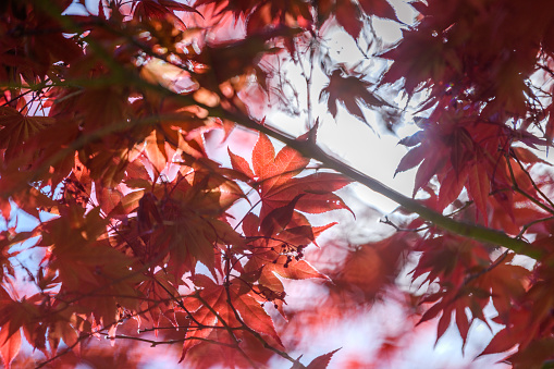 Red Japanese maple leaves on a sunny day make for a perfect computer abstract background