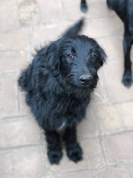 istock Black Dog Puppy 1140233988