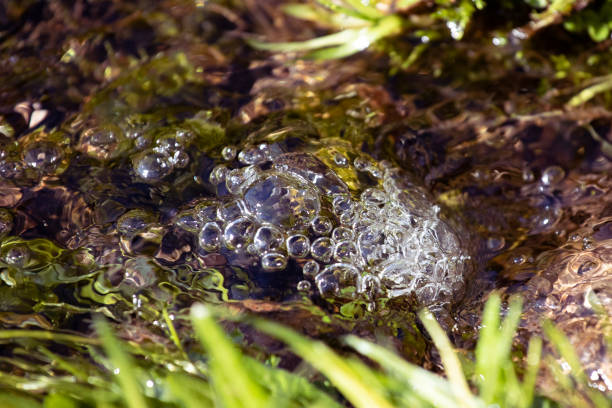 macro, burbujas de agua en el fondo natural arroyo salvaje. de cerca. - autumn water leaf stream fotografías e imágenes de stock