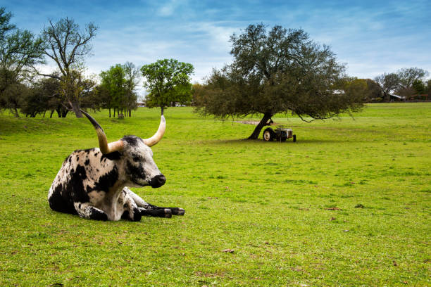 longhorn bydło relaks na hill country ranch w teksasie - texas longhorn cattle horned bull long zdjęcia i obrazy z banku zdjęć