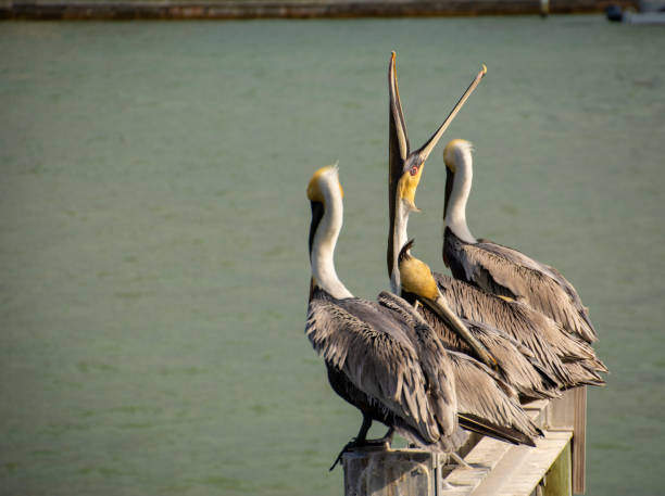 istock A group of Pelicans sleeping and preening together 1140239035