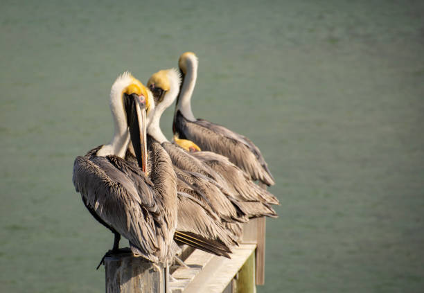 istock A group of Pelicans sleeping and preening together 1140239046