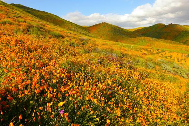 istock Orange poppy fields during California Super Bloom 1140240698