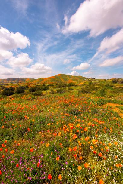 istock Orange poppy fields during California Super Bloom 1140240731