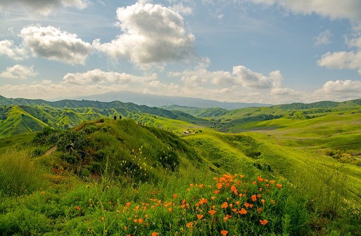 Tourists walking on trails surrounded by green hills and wildflowers in early spring at Chino Hills