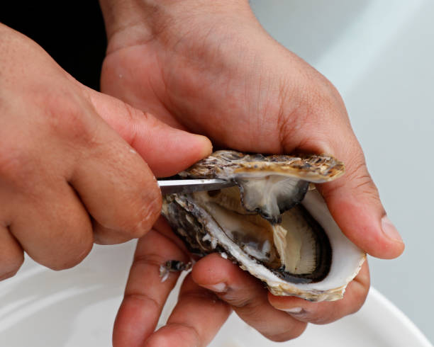 パックシュックオイスターとナイフ - prepared oysters prepared shellfish shucked seafood ストックフォトと画像