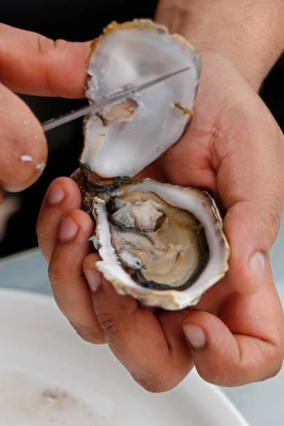 パックシュックオイスターとナイフ - prepared oysters prepared shellfish shucked seafood ストックフォトと画像
