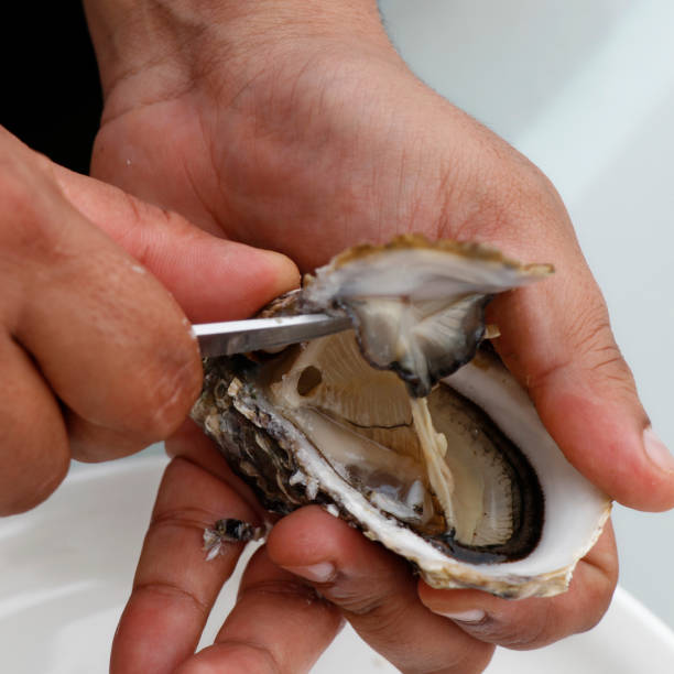 shuck ostra com faca - prepared oysters prepared shellfish shucked seafood - fotografias e filmes do acervo