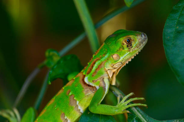 Vibrant green baby Iguana lizard