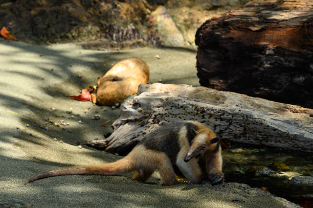 istock Anteater in the wild 1140245851