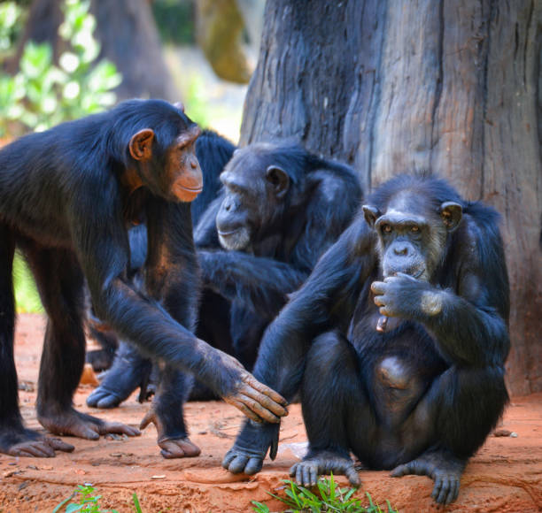 istock Chimpanzee live in the national park / Pan troglodytes 1140245956