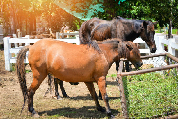 istock Farm horses grazing grass in stable 1140245981