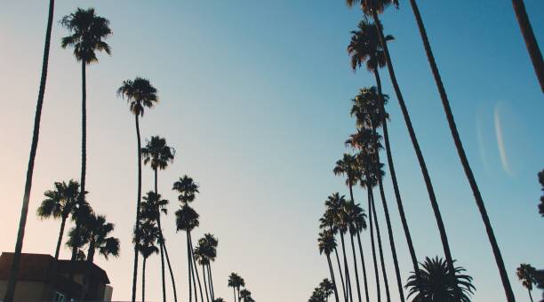 istock The palm trees of Miami. 1140249040