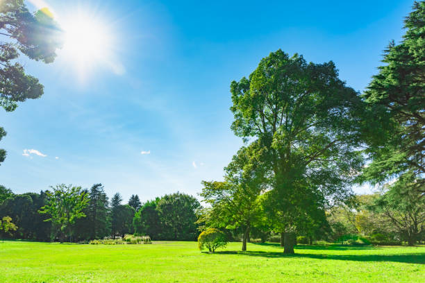 숲과 태양과 푸른 하늘 - sunspot grass area tree sun 뉴스 사진 이미지