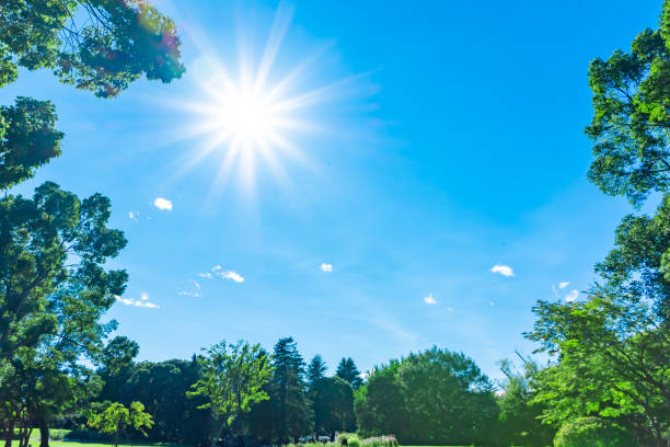 숲과 태양과 푸른 하늘 - sunspot grass area tree sun 뉴스 사진 이미지