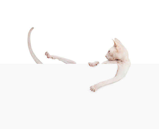 Kitty don sphynx. Hairless cat with paper banner isolated on white background Kitty don sphynx. Hairless cat with paper banner isolated on white background sphynx hairless cat photos stock pictures, royalty-free photos & images