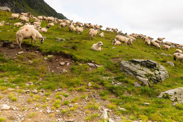 istock Flock of Sheep on top of Mountain Range 1140254928