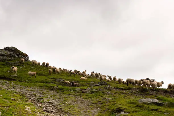 Photo of Flock of Sheep on top of Mountain Range