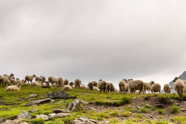 Photo of Flock of Sheep on top of Mountain Range