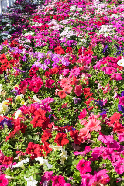 istock flowers in the garden 1140255030