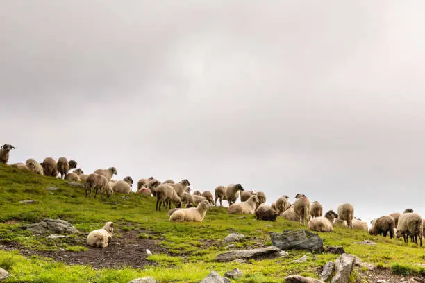 Photo of Flock of Sheep on top of Mountain Range