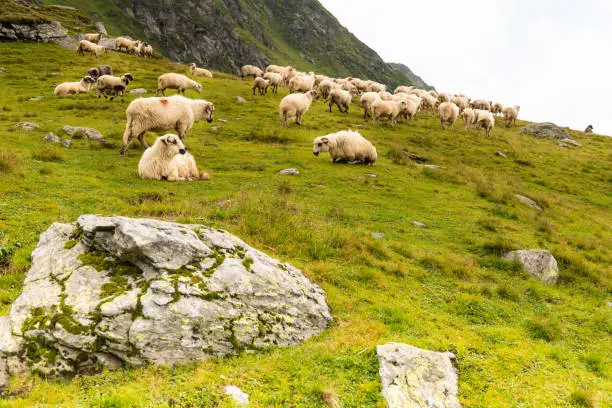 Photo of Flock of Sheep on top of Mountain Range