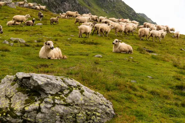Photo of Flock of Sheep on top of Mountain Range