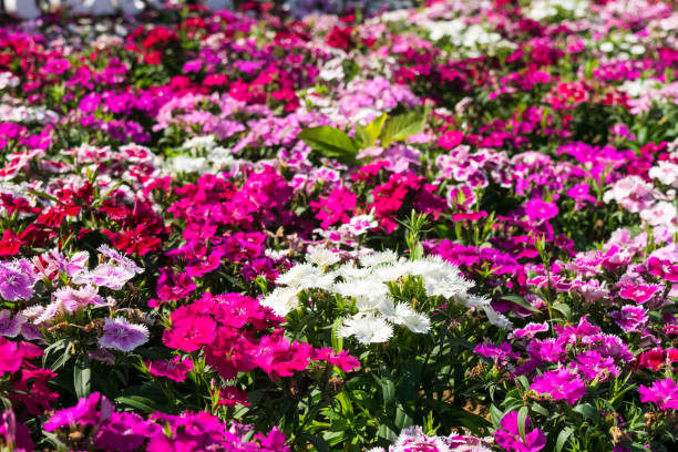 istock flowers in the garden 1140255636