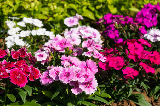 istock flowers in the garden 1140255726