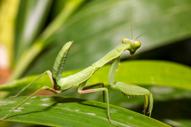 istock close up beautiful and healthy green praying mantis standing on leaf 1140257922