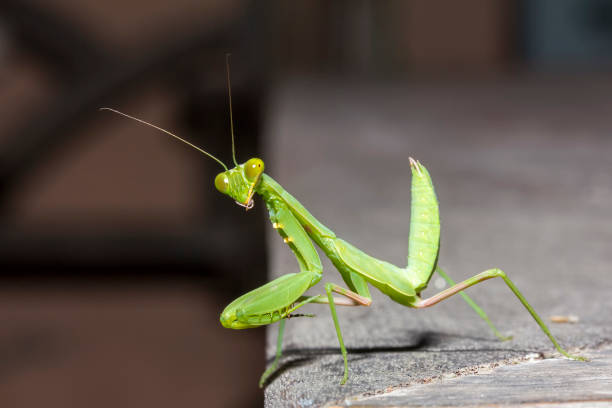 istock close up healthy green praying mantis at wood table edge 1140257933