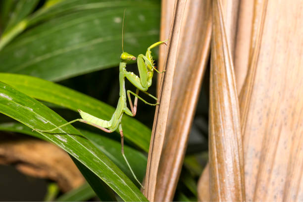istock close up beautiful and healthy green praying mantis standing on leaf 1140257980