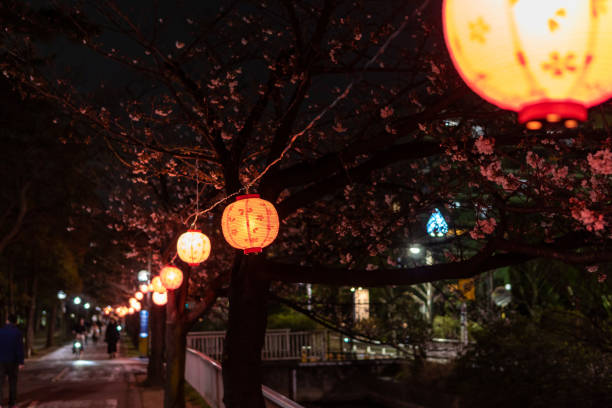 istock Cherry blossoms night view in Japan 1140258670