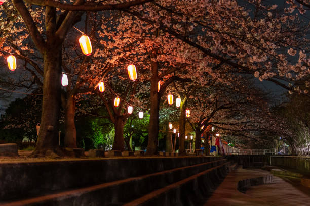 istock Cherry blossoms night view in Japan 1140258688