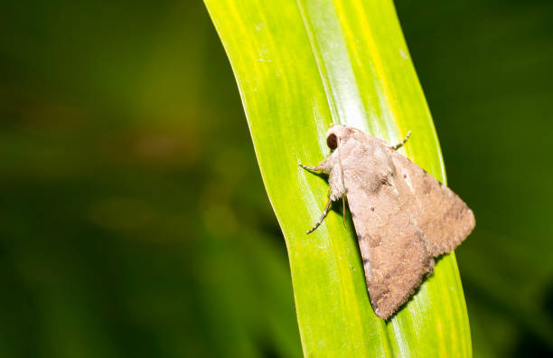 closeup beautiful hummingbird hawk-moth resting on green leaf