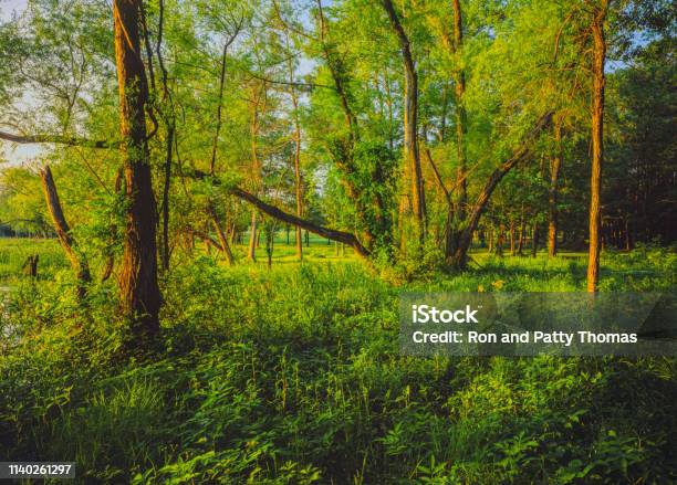 Spring Forest Along The Tennessee River Shoreline At Guntersville Al Stock Photo - Download Image Now