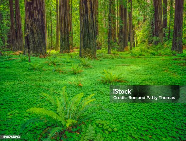 Photo libre de droit de Séquoias Côtiers De Del Norte Séquoias St Park Californie banque d'images et plus d'images libres de droit de Parc National de Redwood