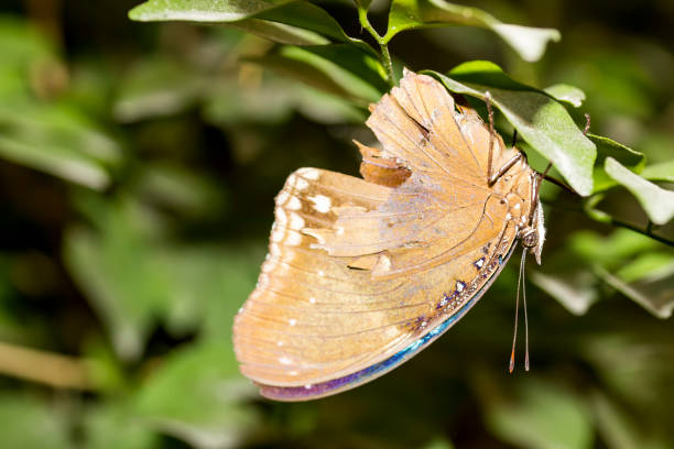 istock closeup healthy and beautiful brown butterfly resting under leaf 1140262605