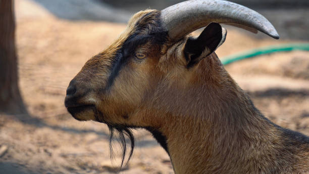 istock Goat close up in the zoo thailand 1140264909